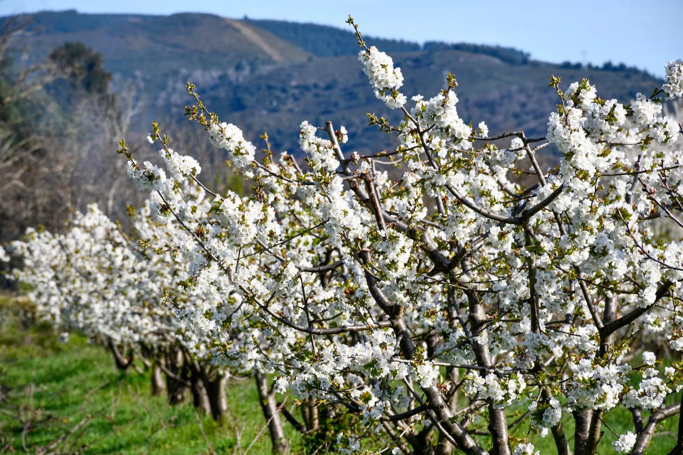 Corullón da la bienvenida a la primavera con la espectacular floración de sus cerezos