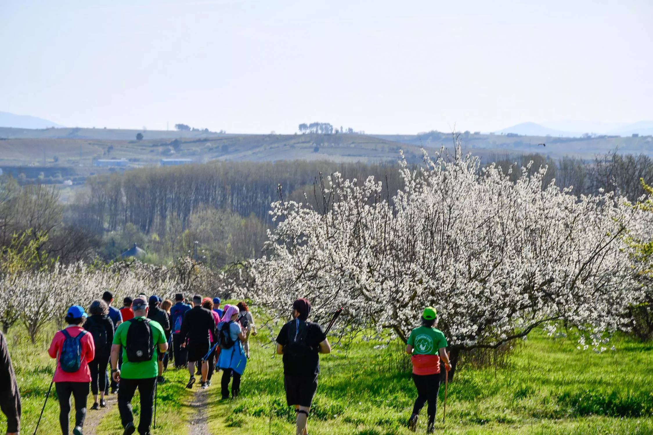 Corullón da la bienvenida a la primavera con la espectacular floración de sus cerezos