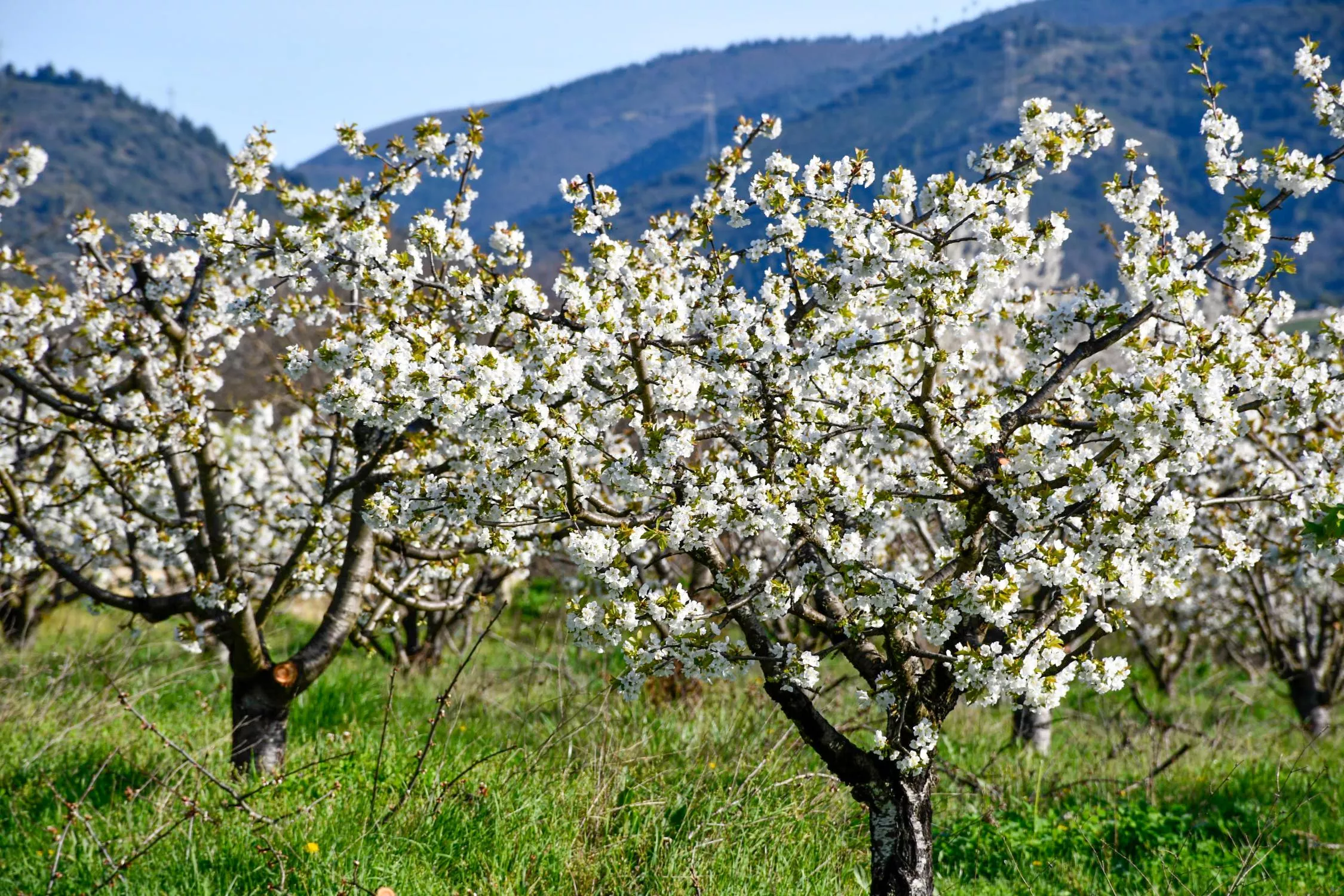 Corullón da la bienvenida a la primavera con la espectacular floración de sus cerezos