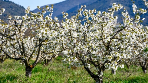 Corullón da la bienvenida a la primavera con la espectacular floración de sus cerezos