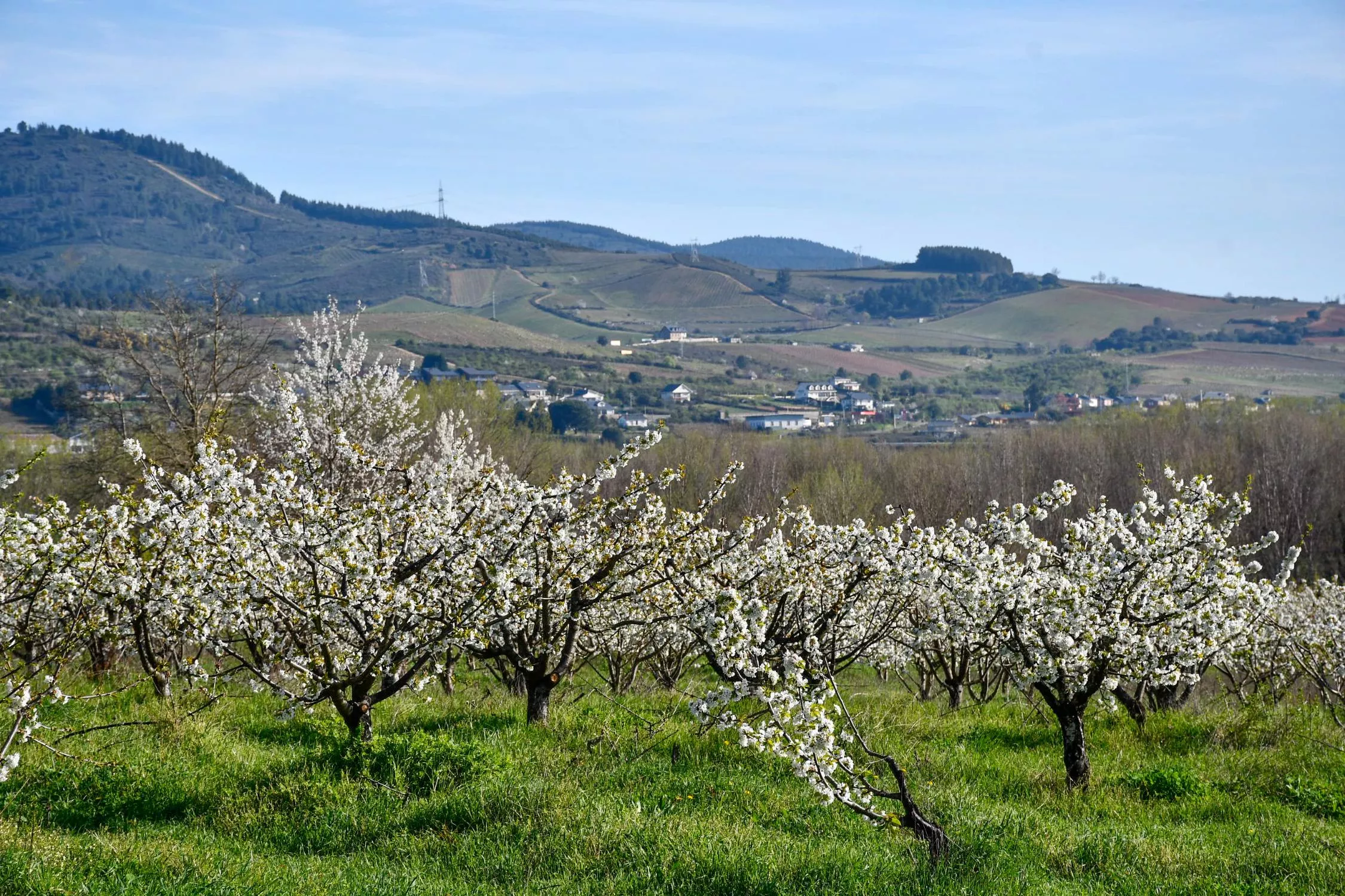 Corullón da la bienvenida a la primavera con la espectacular floración de sus cerezos