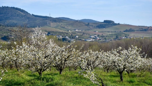 Corullón da la bienvenida a la primavera con la espectacular floración de sus cerezos