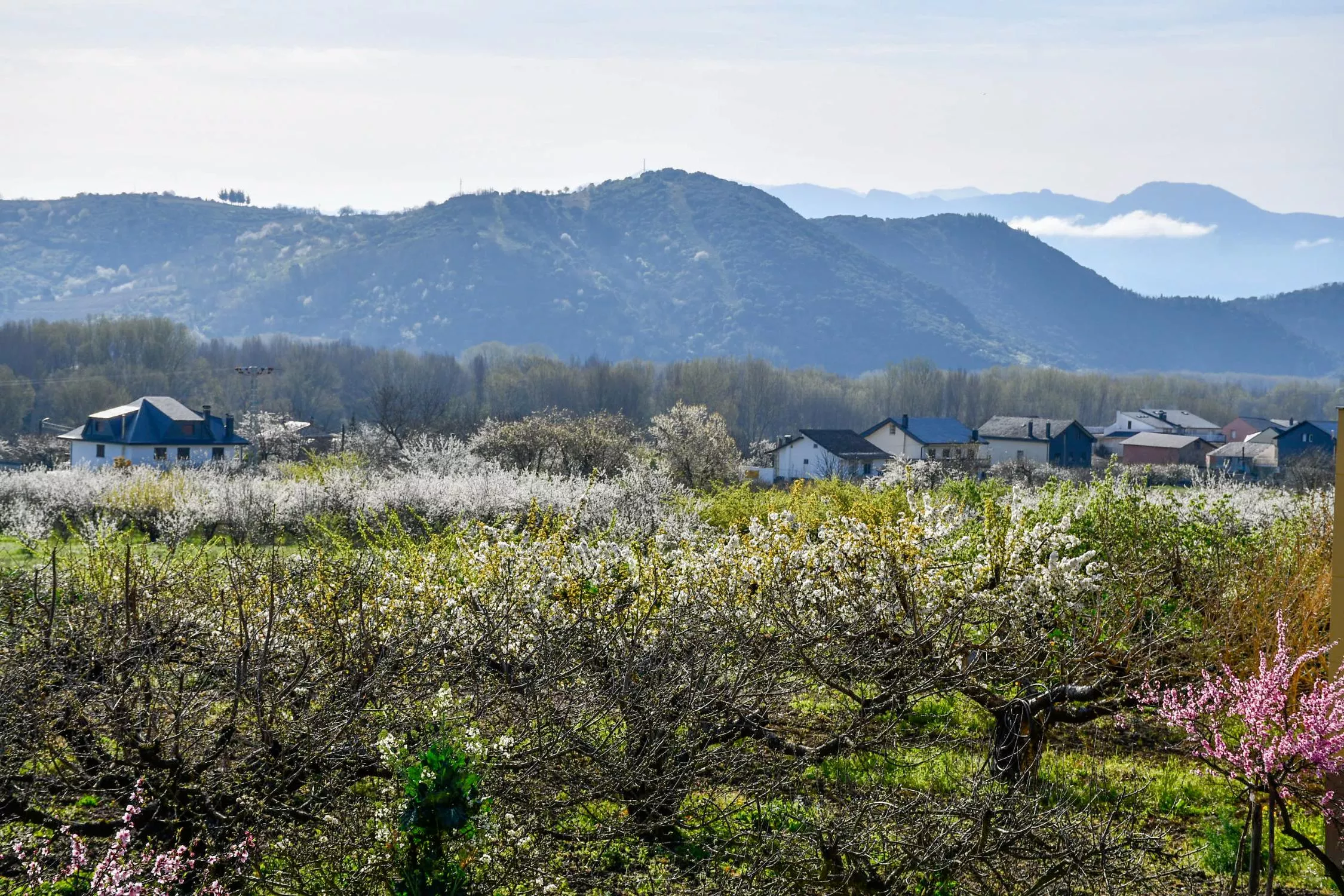 Corullón da la bienvenida a la primavera con la espectacular floración de sus cerezos