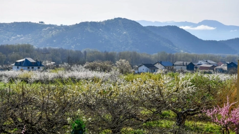 Corullón da la bienvenida a la primavera con la espectacular floración de sus cerezos