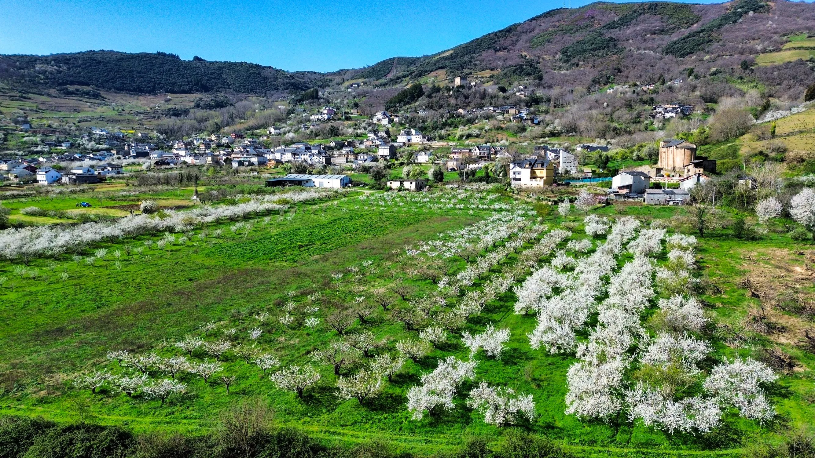 Corullón da la bienvenida a la primavera con la espectacular floración de sus cerezos