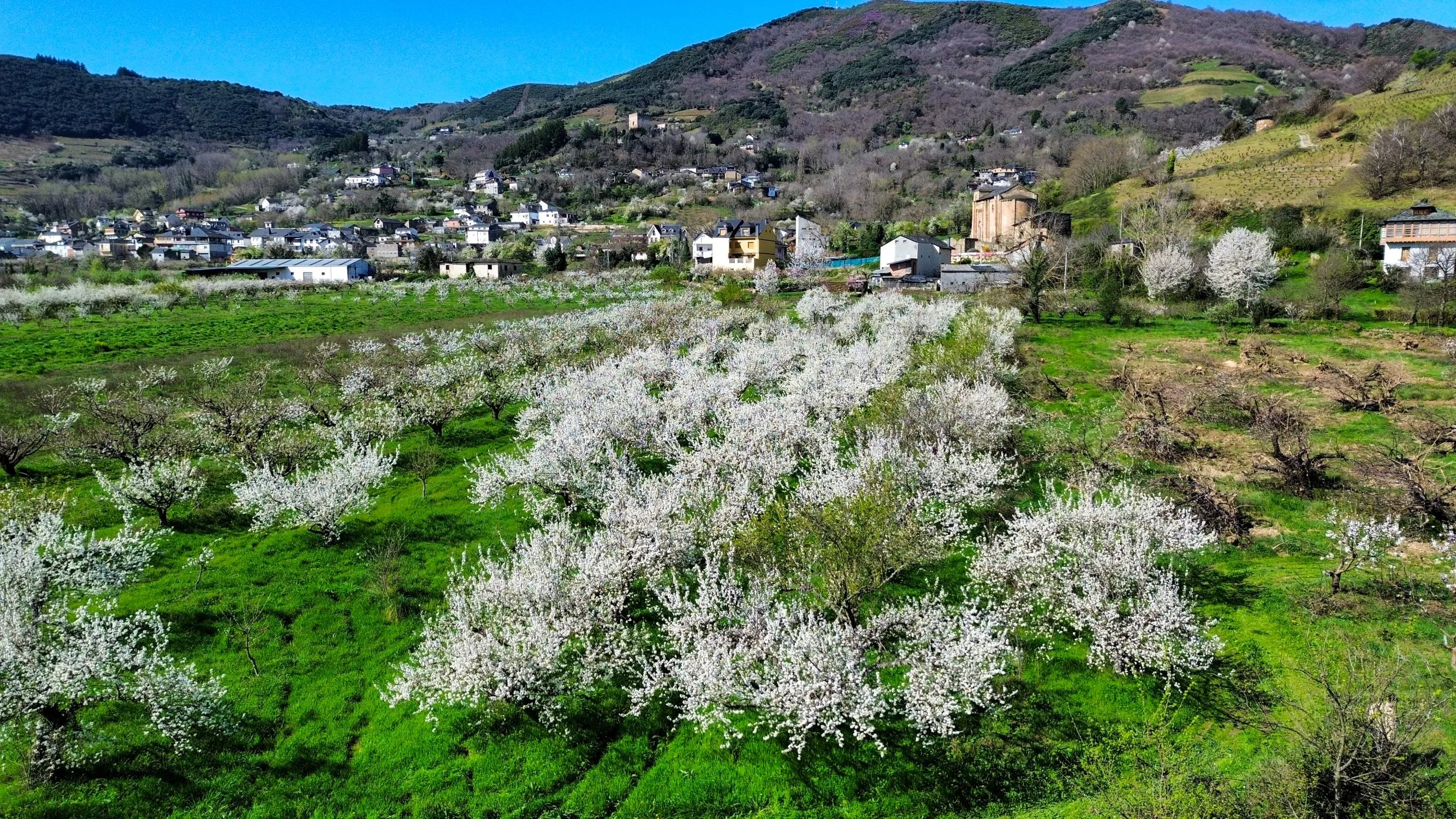 Corullón da la bienvenida a la primavera con la espectacular floración de sus cerezos