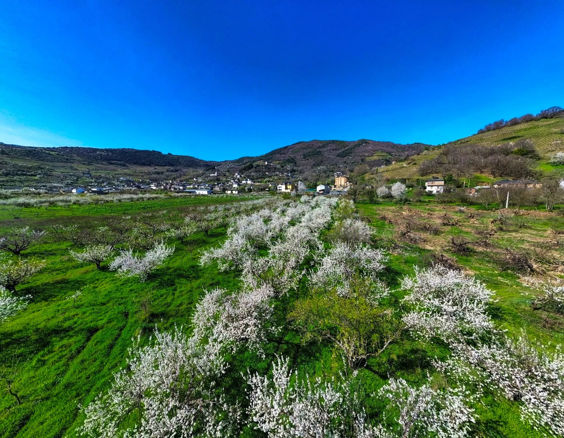 Corullón da la bienvenida a la primavera con la espectacular floración de sus cerezos