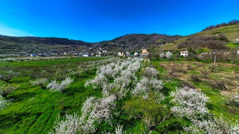 Corullón da la bienvenida a la primavera con la espectacular floración de sus cerezos