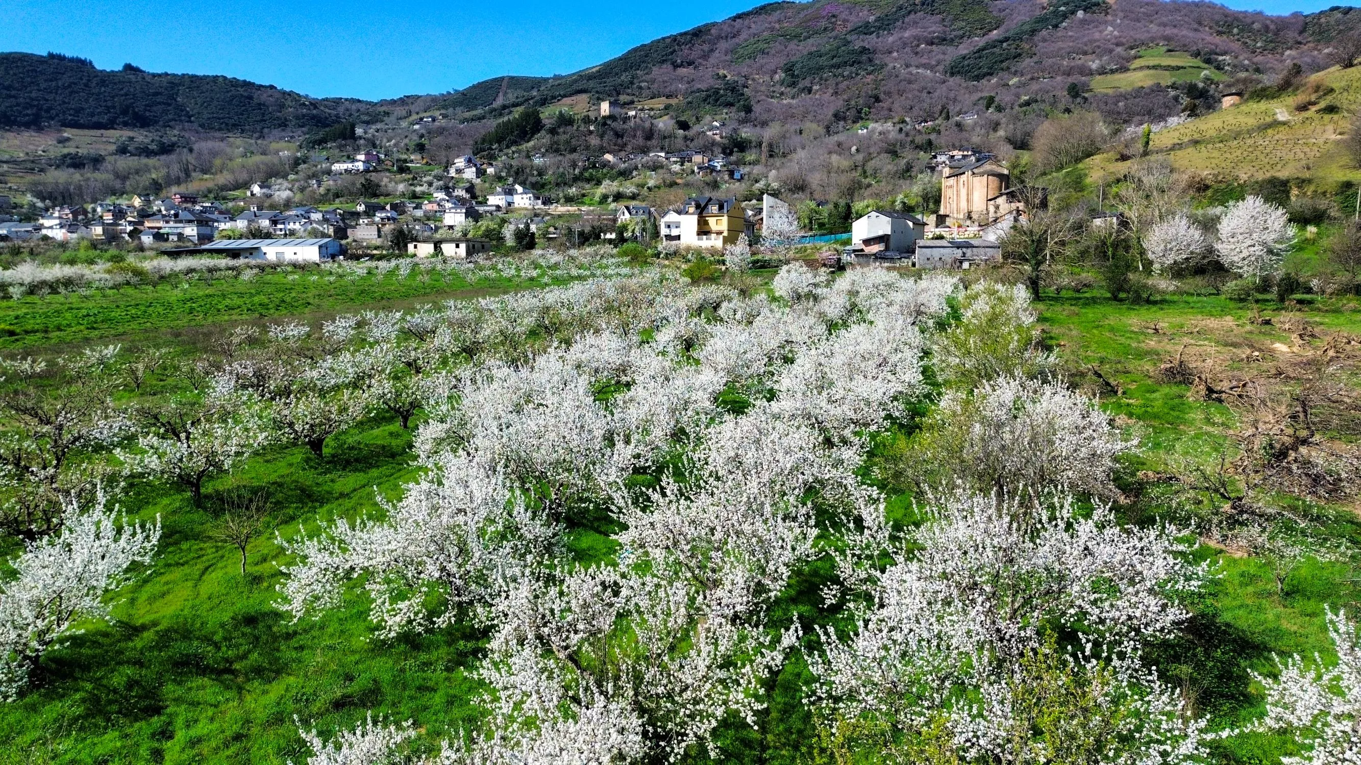 Corullón da la bienvenida a la primavera con la espectacular floración de sus cerezos