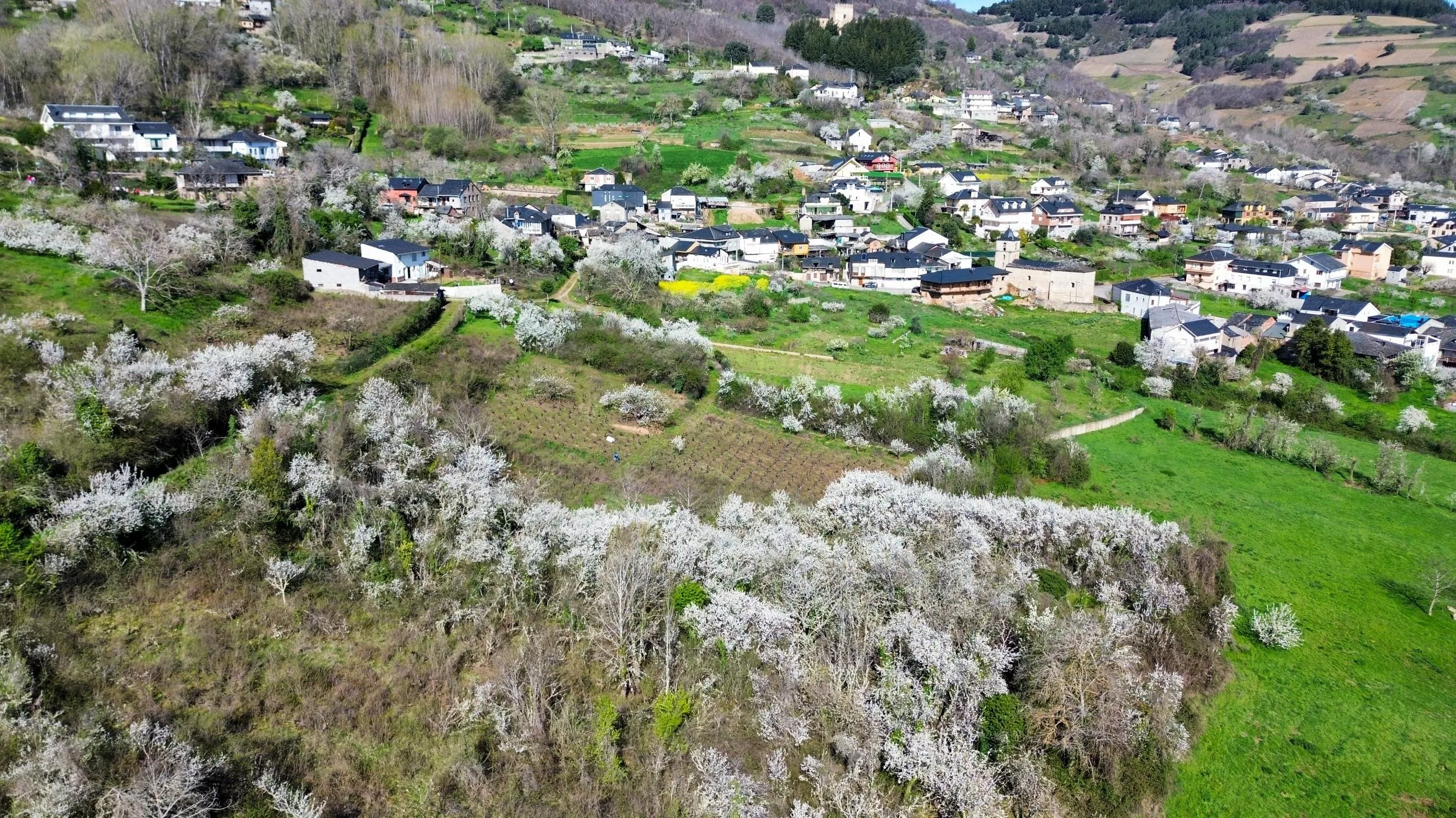 Corullón da la bienvenida a la primavera con la espectacular floración de sus cerezos