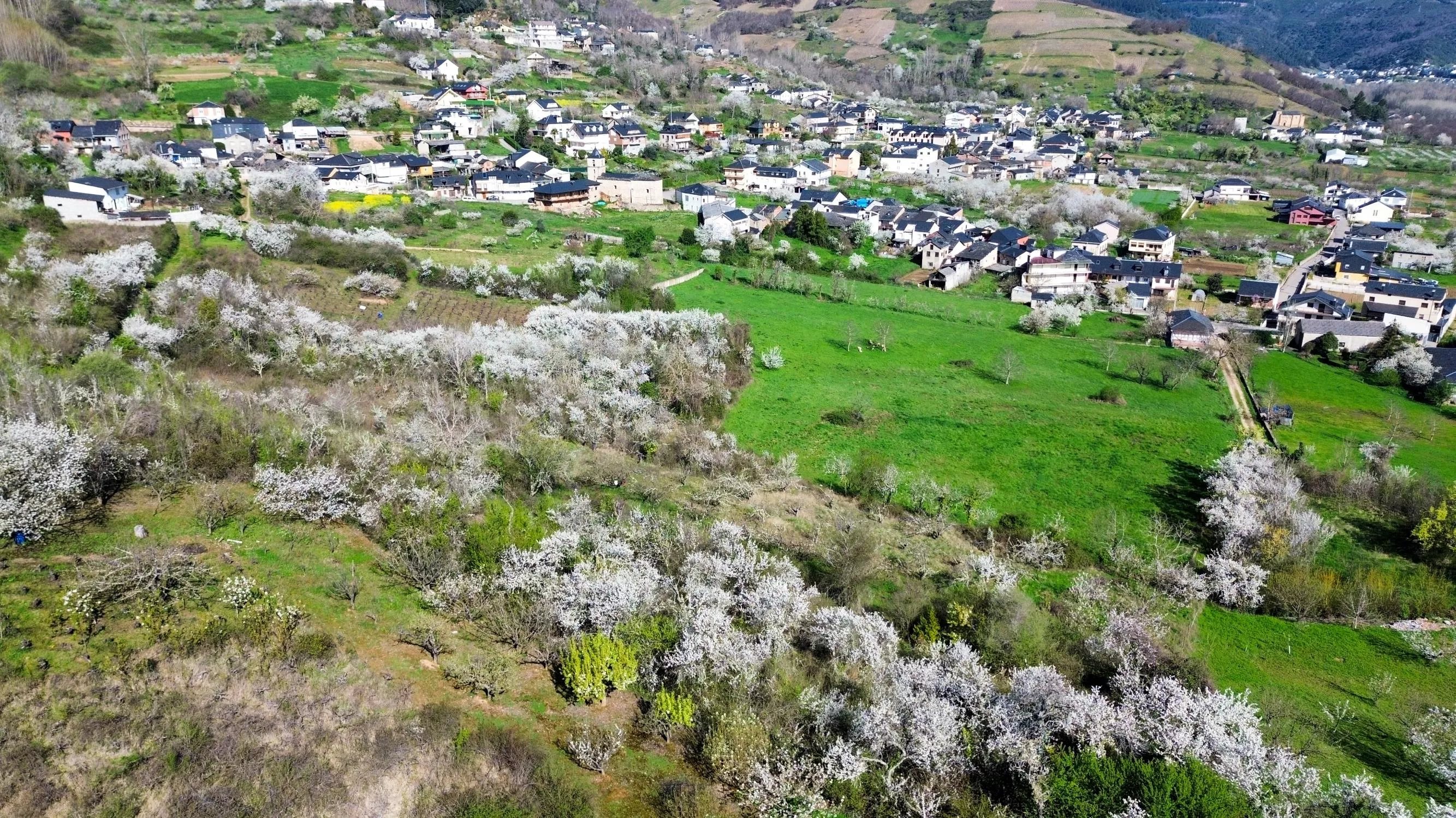 Corullón da la bienvenida a la primavera con la espectacular floración de sus cerezos