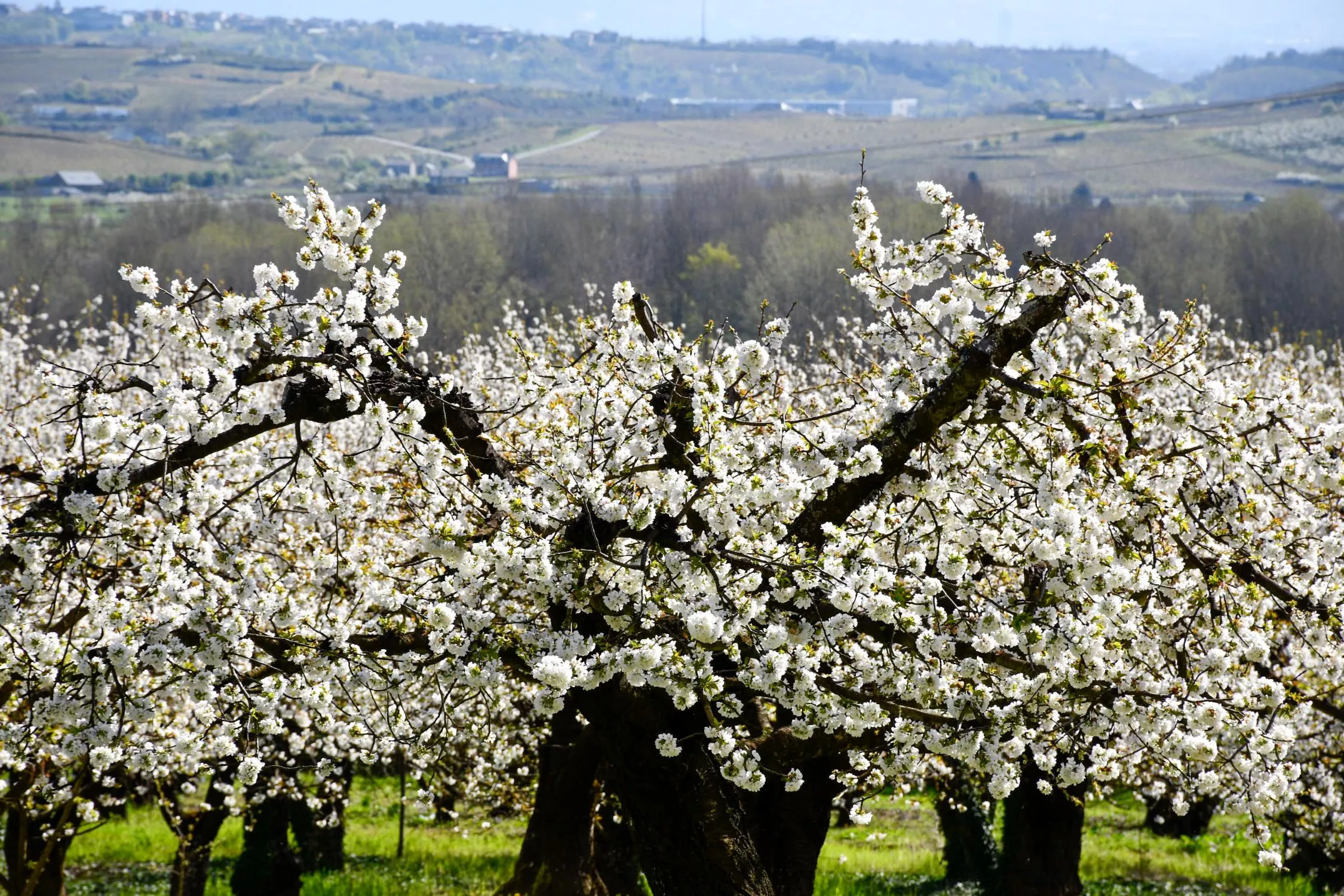 Corullón da la bienvenida a la primavera con la espectacular floración de sus cerezos