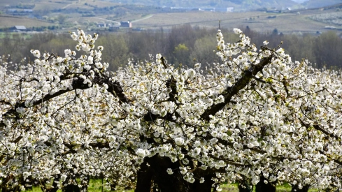 Corullón da la bienvenida a la primavera con la espectacular floración de sus cerezos