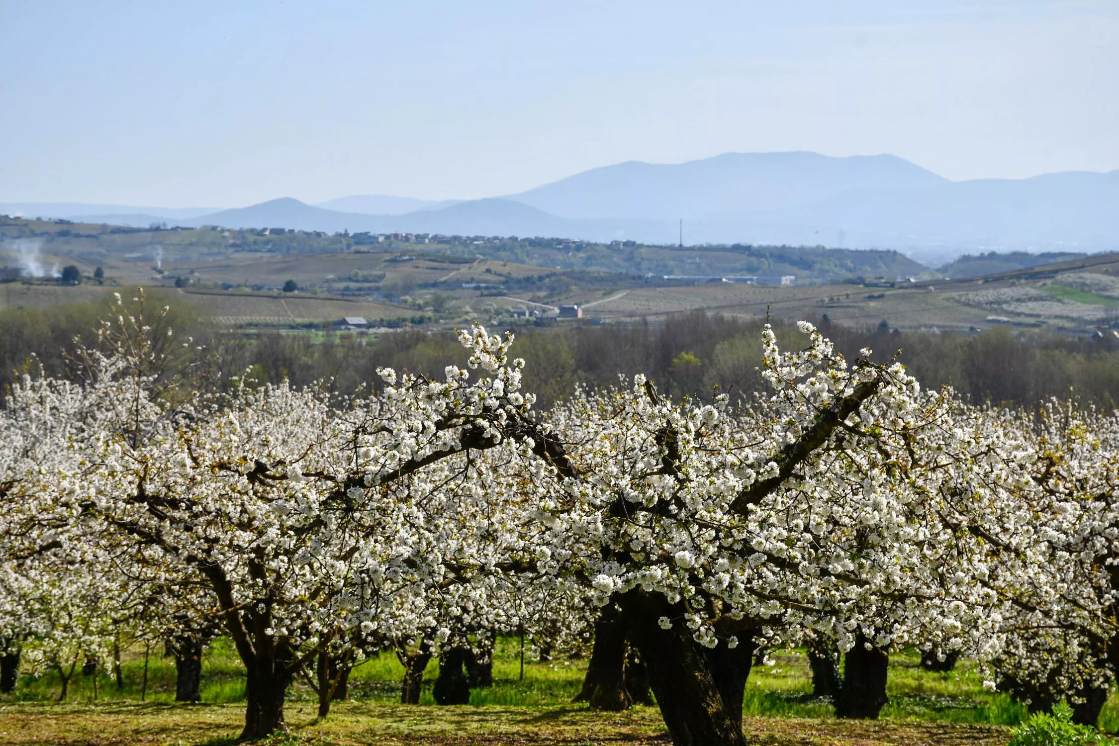 Corullón da la bienvenida a la primavera con la espectacular floración de sus cerezos