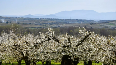 Corullón da la bienvenida a la primavera con la espectacular floración de sus cerezos