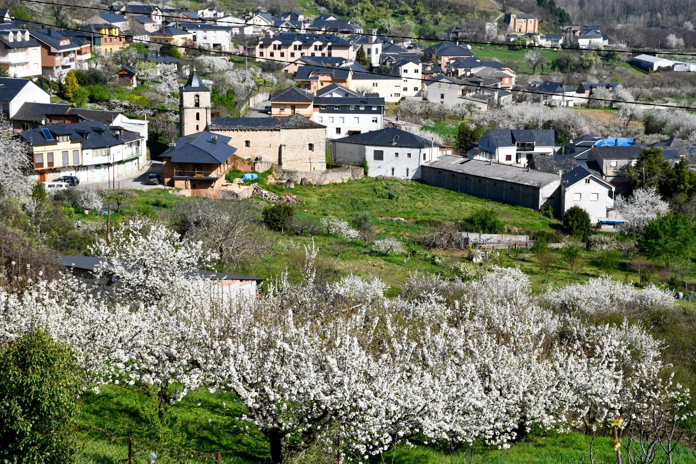 Corullón da la bienvenida a la primavera con la espectacular floración de sus cerezos