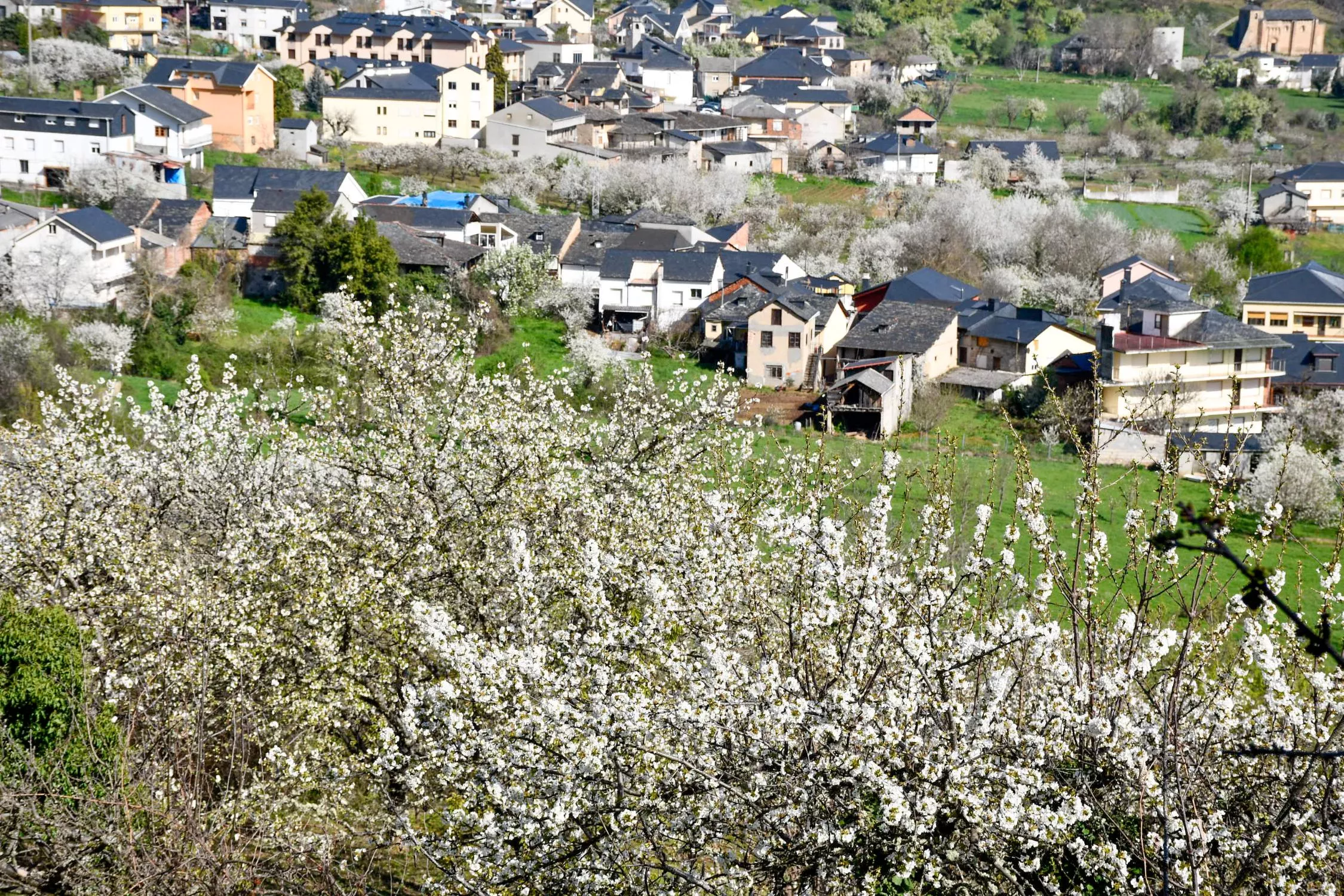 Corullón da la bienvenida a la primavera con la espectacular floración de sus cerezos