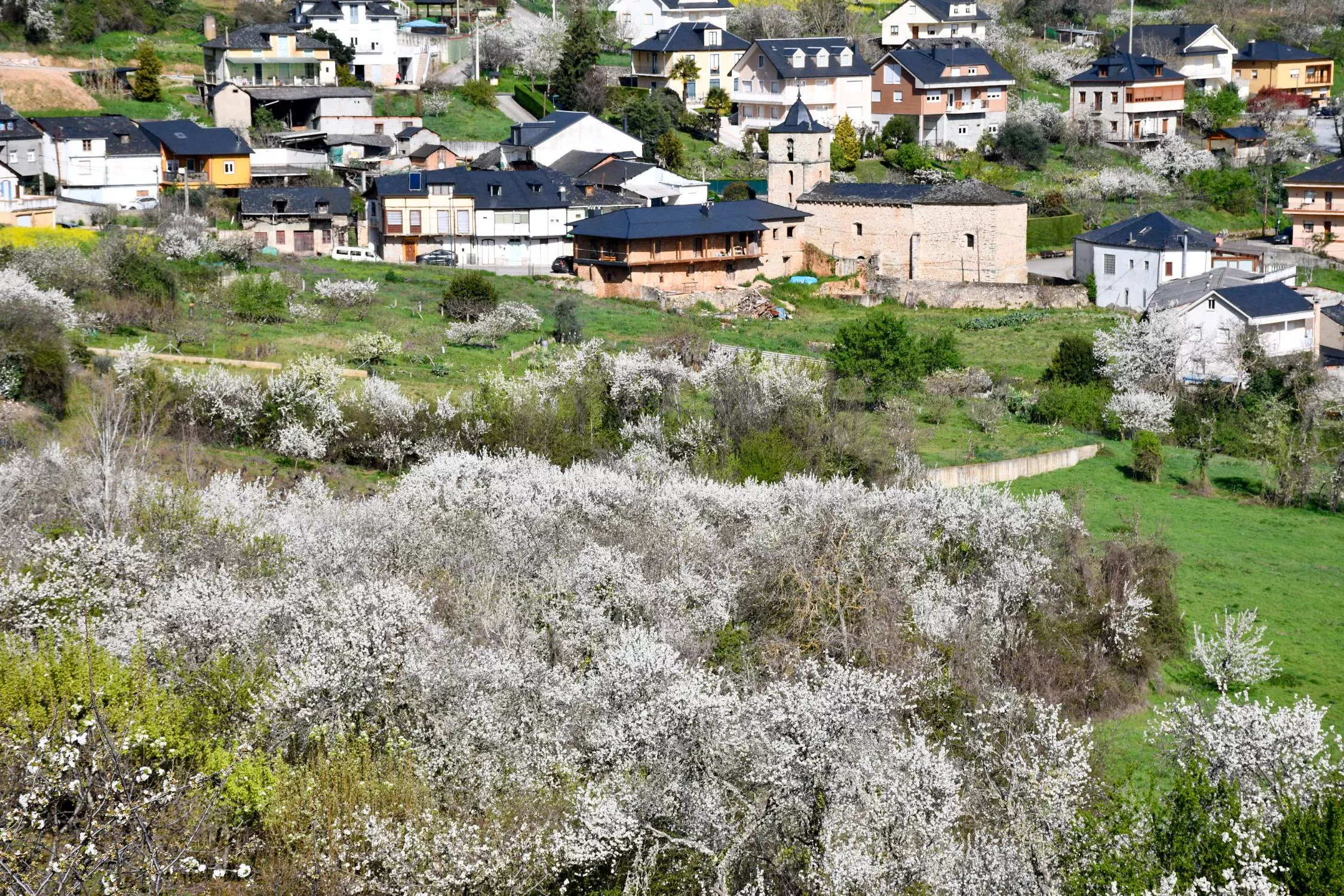 Corullón da la bienvenida a la primavera con la espectacular floración de sus cerezos