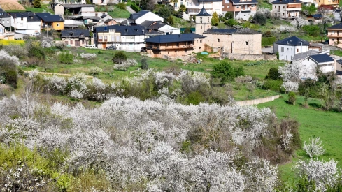 Corullón da la bienvenida a la primavera con la espectacular floración de sus cerezos