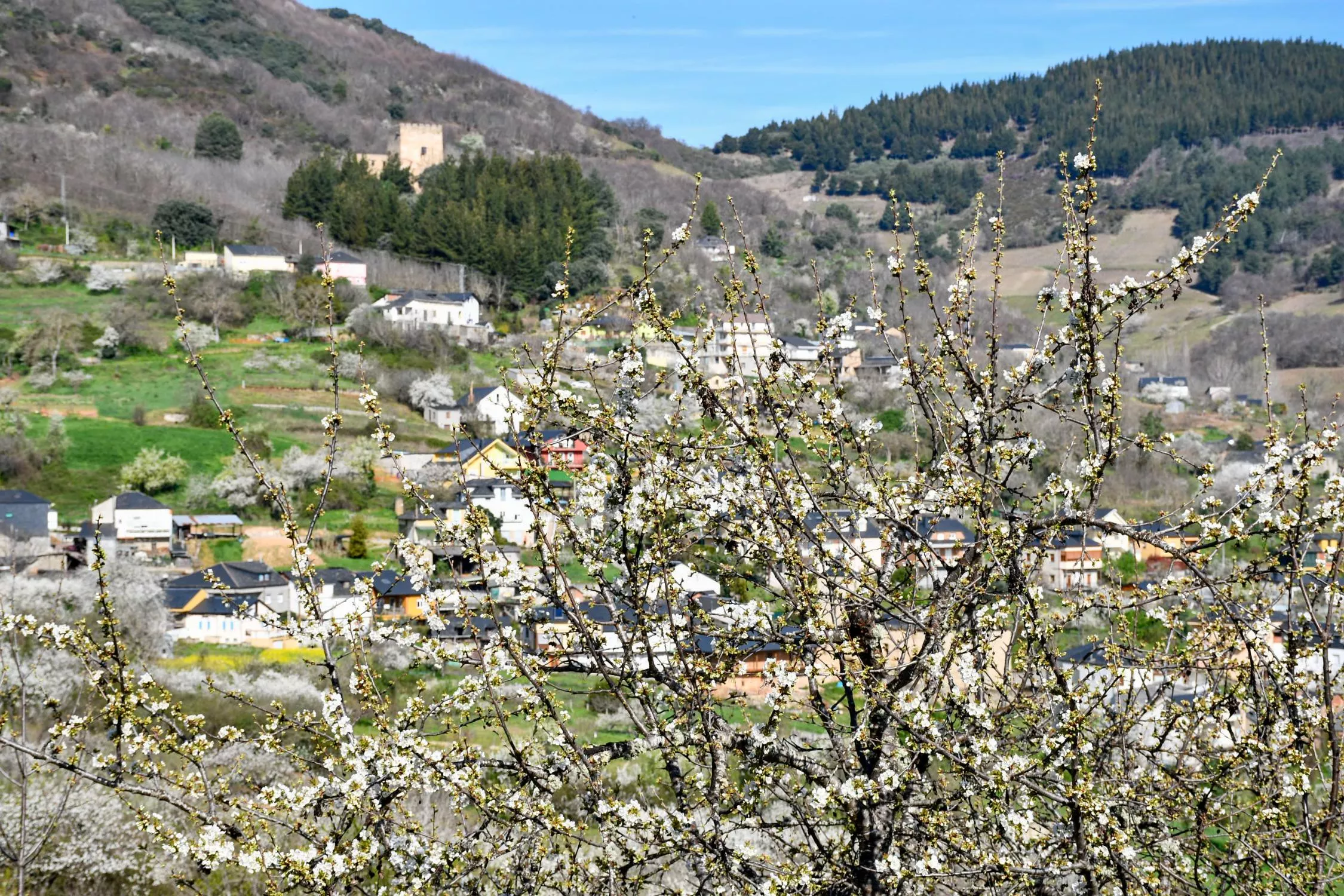 Corullón da la bienvenida a la primavera con la espectacular floración de sus cerezos