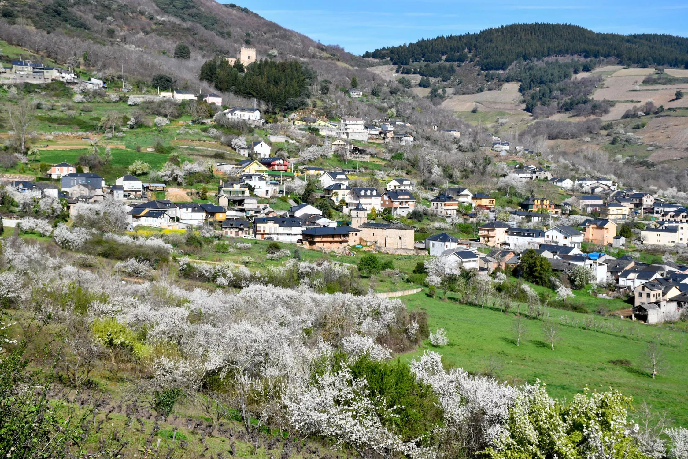 Corullón da la bienvenida a la primavera con la espectacular floración de sus cerezos