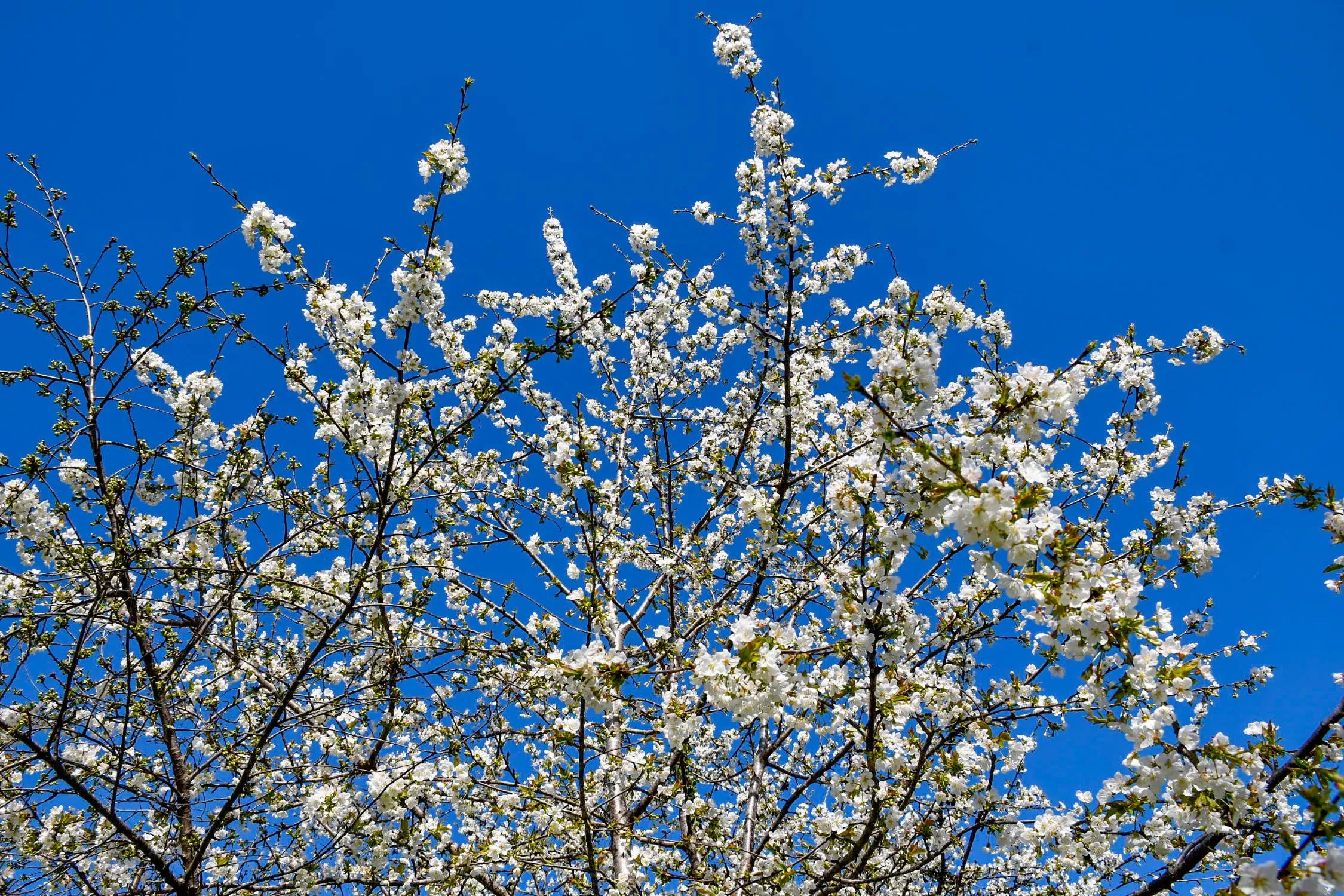 Corullón da la bienvenida a la primavera con la espectacular floración de sus cerezos