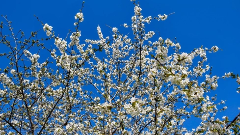 Corullón da la bienvenida a la primavera con la espectacular floración de sus cerezos