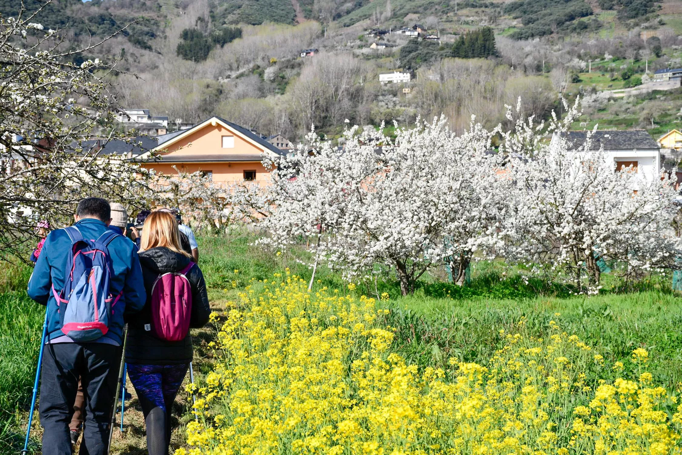 Corullón da la bienvenida a la primavera con la espectacular floración de sus cerezos