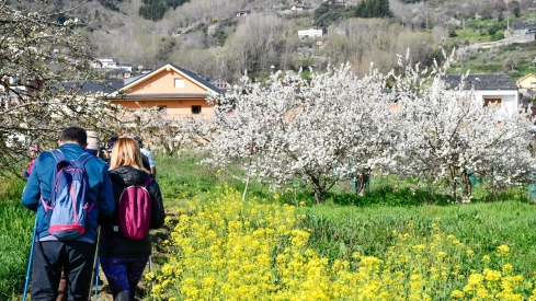 Corullón da la bienvenida a la primavera con la espectacular floración de sus cerezos