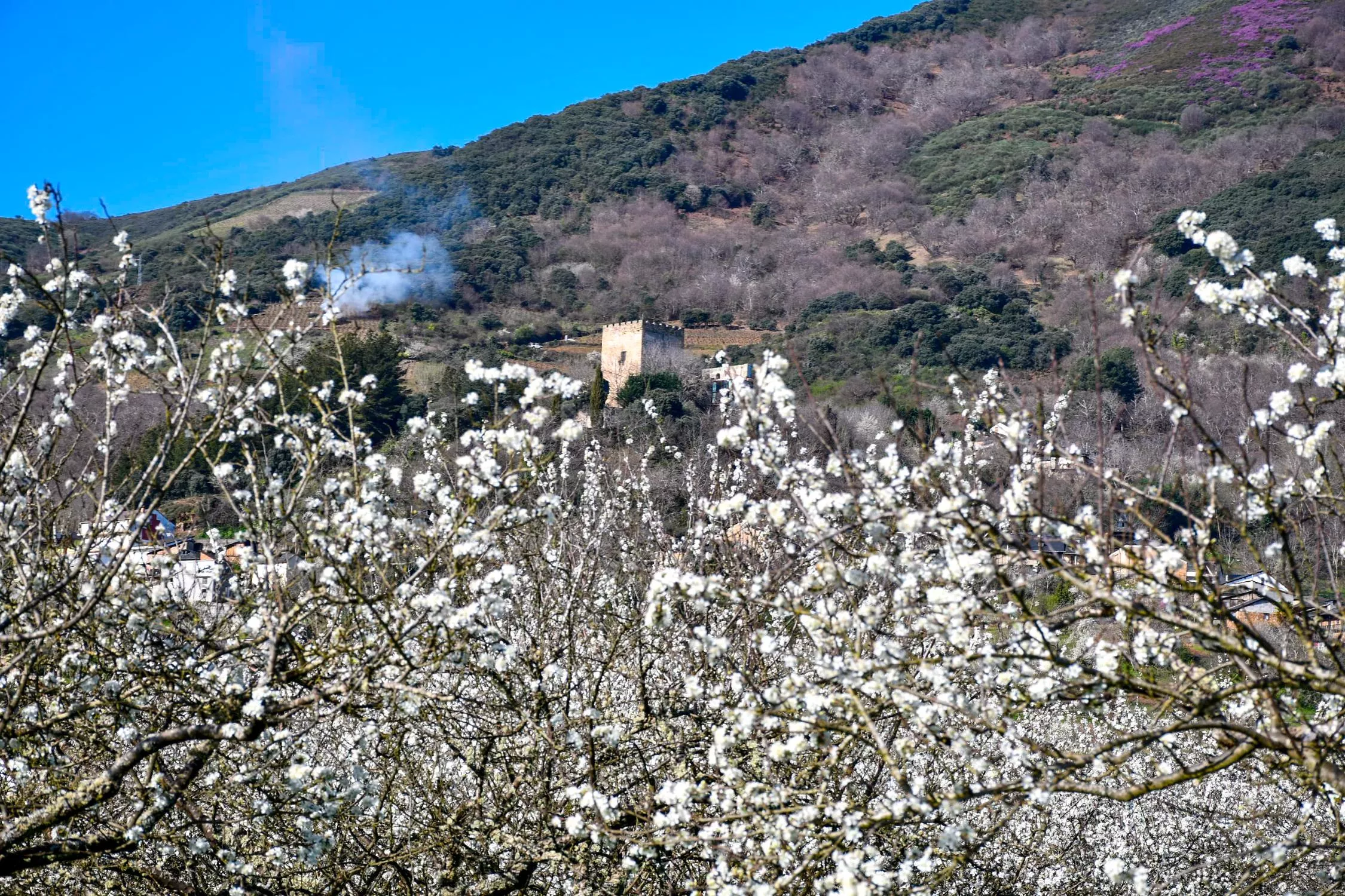 Corullón da la bienvenida a la primavera con la espectacular floración de sus cerezos