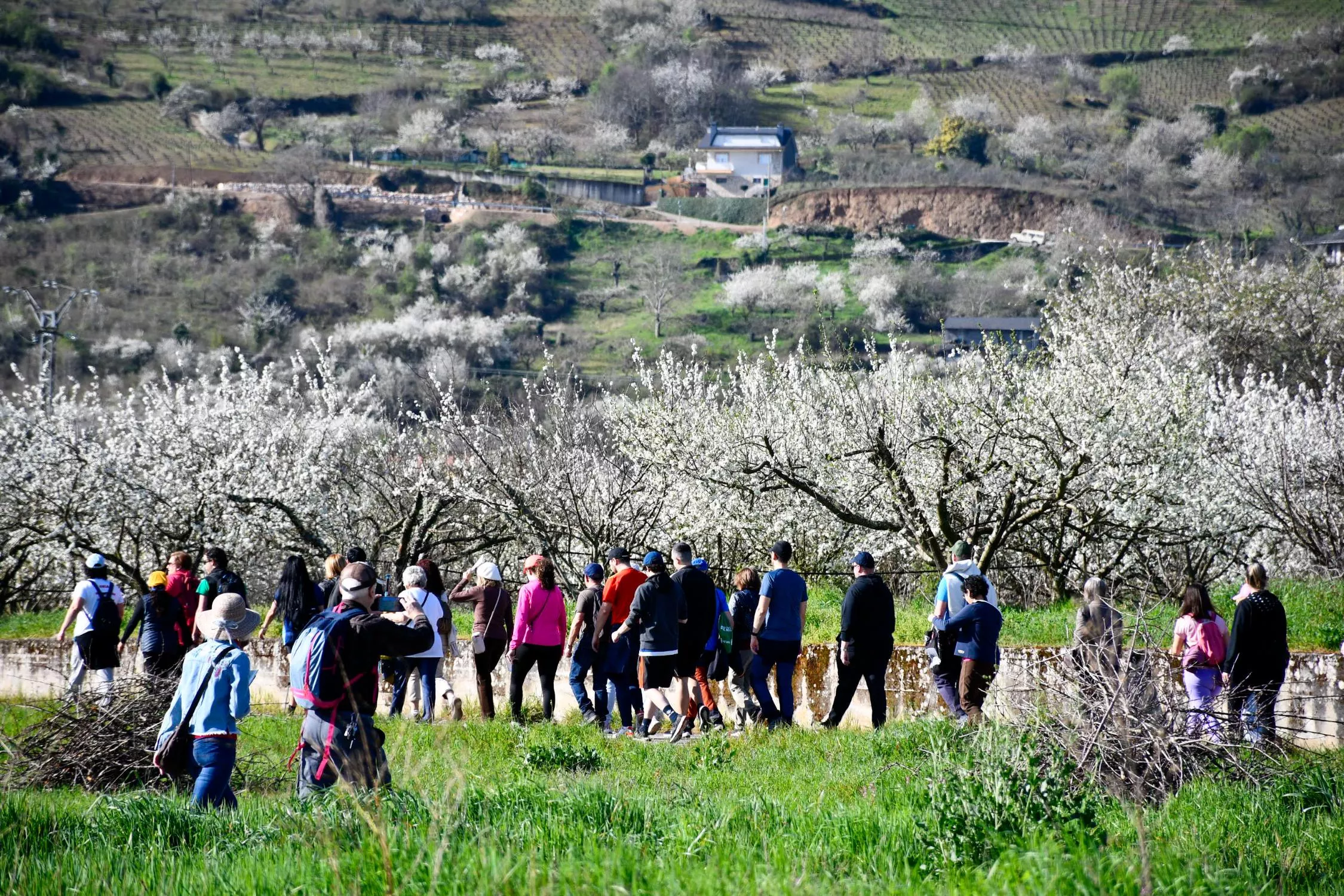 Corullón pone en 'ruta' la primavera con la espectacular floración de sus cerezos: Así luce y estas son las próximas fechas