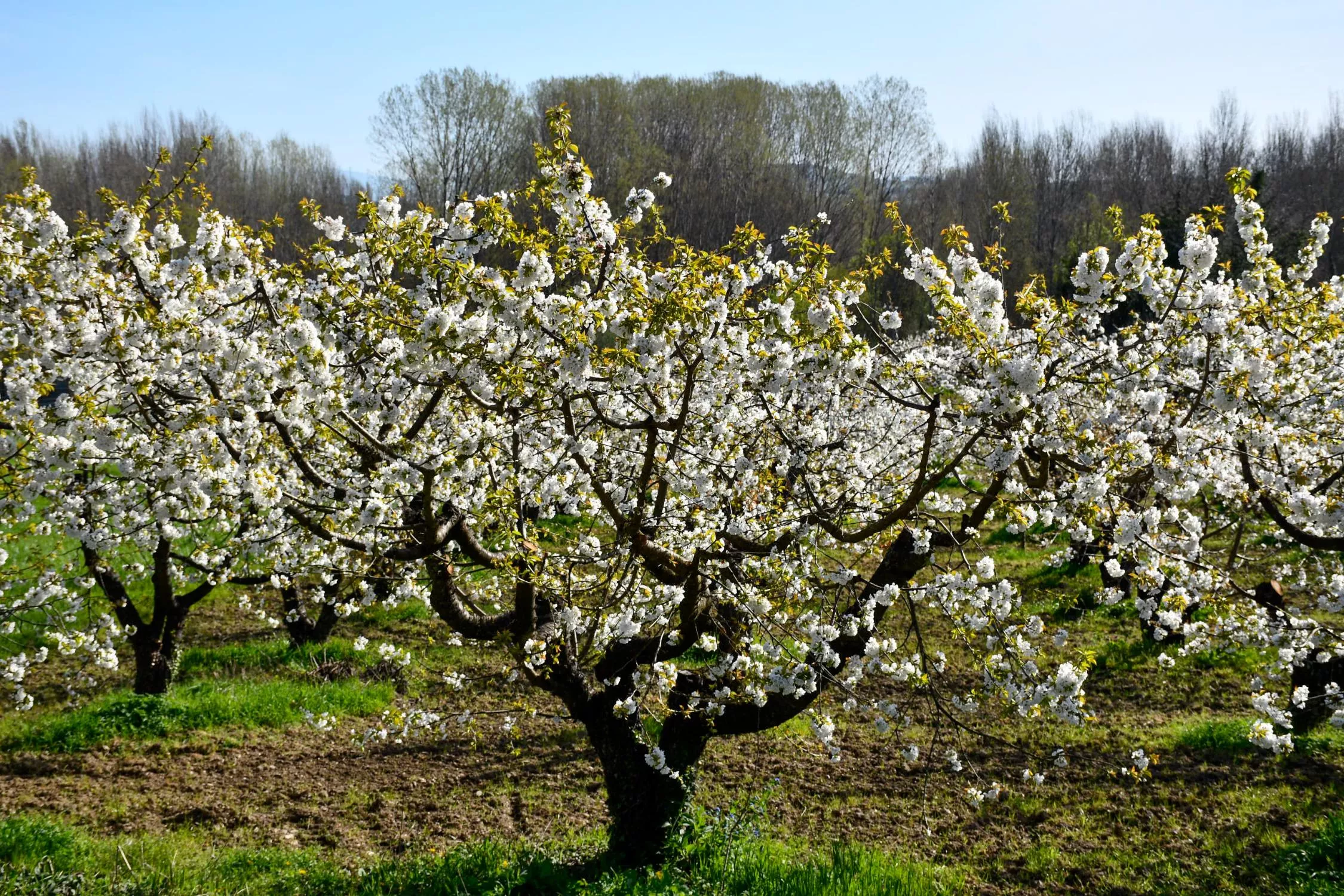 Archivo floración de los cerezos de Corullón