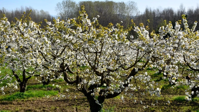 Archivo floración de los cerezos de Corullón