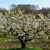 Archivo floración de los cerezos de Corullón