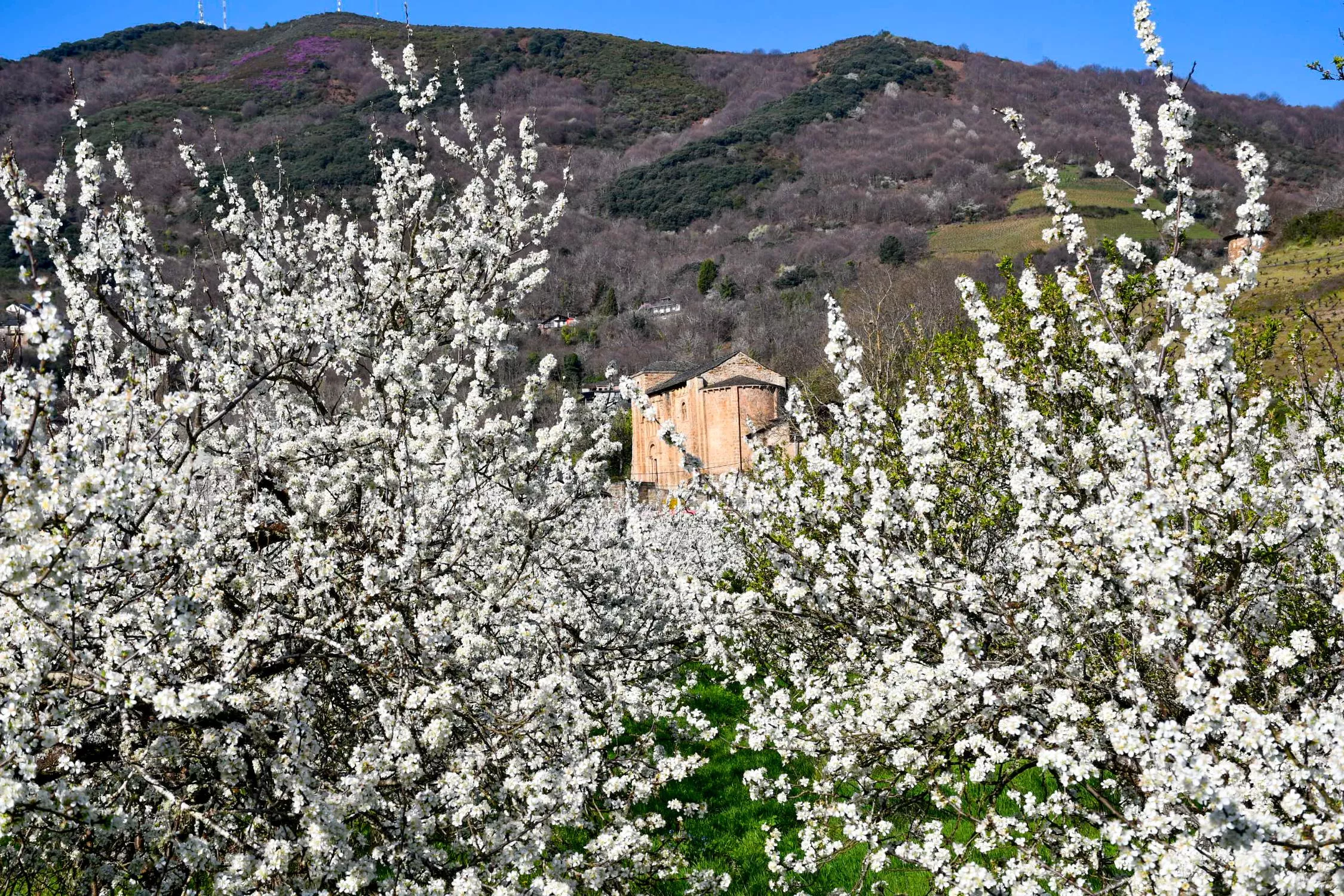 Corullón da la bienvenida a la primavera con la espectacular floración de sus cerezos