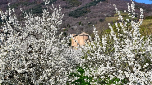 Corullón da la bienvenida a la primavera con la espectacular floración de sus cerezos