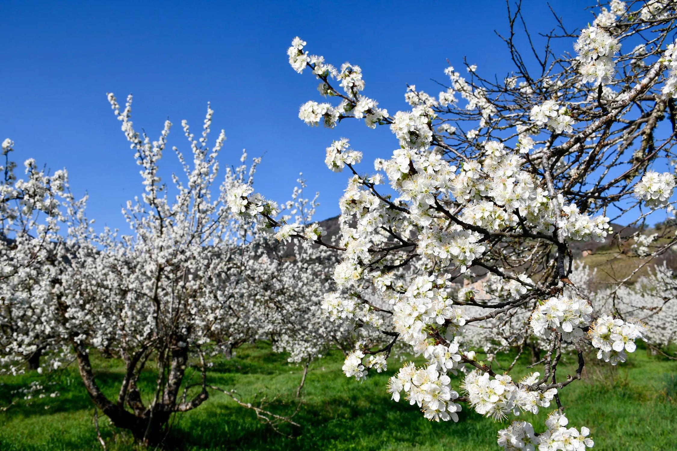 Corullón da la bienvenida a la primavera con la espectacular floración de sus cerezos