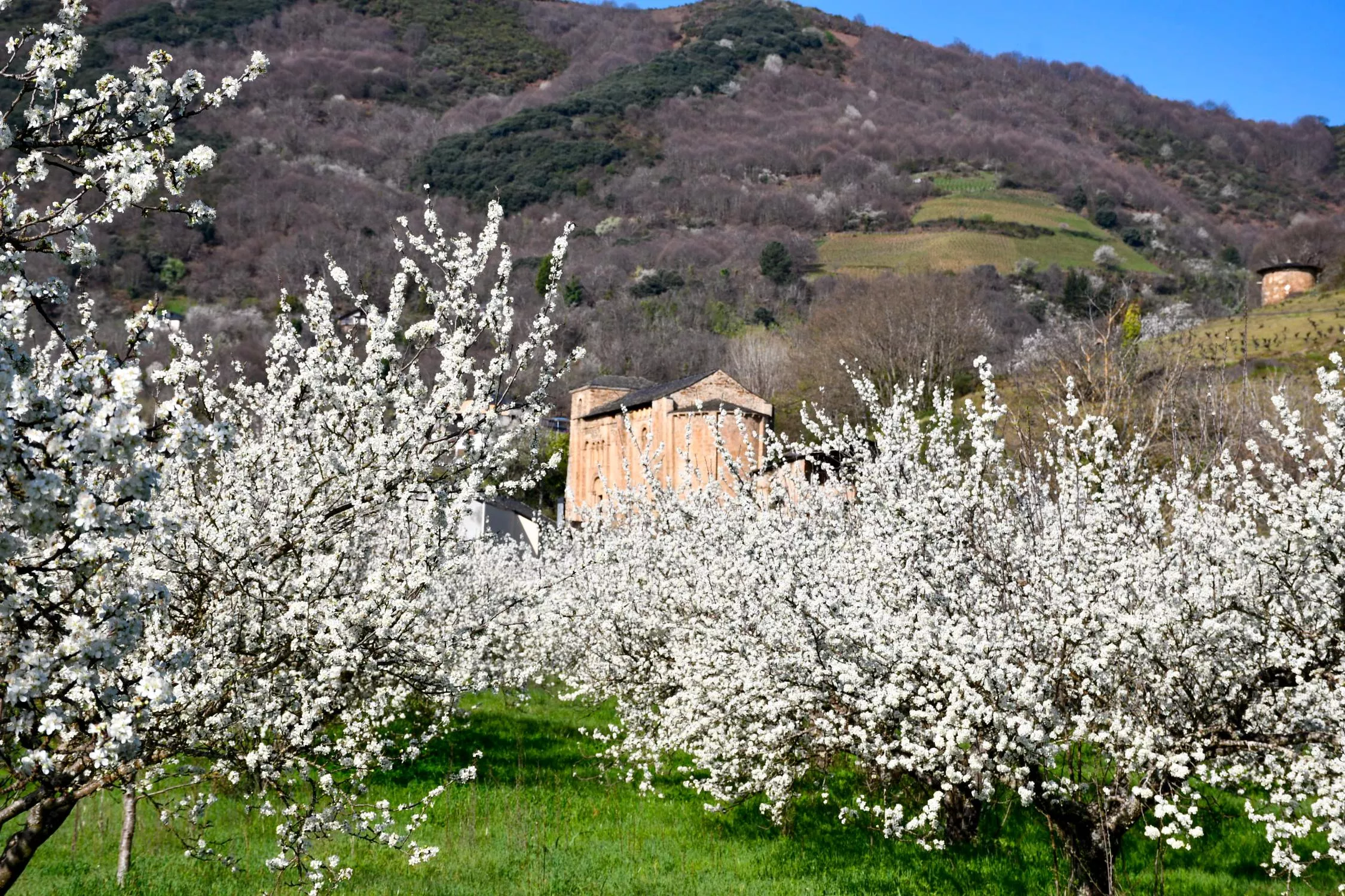 Corullón da la bienvenida a la primavera con la espectacular floración de sus cerezos