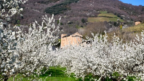 Corullón da la bienvenida a la primavera con la espectacular floración de sus cerezos