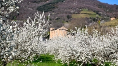 Corullón da la bienvenida a la primavera con la espectacular floración de sus cerezos