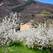 Corullón da la bienvenida a la primavera con la espectacular floración de sus cerezos