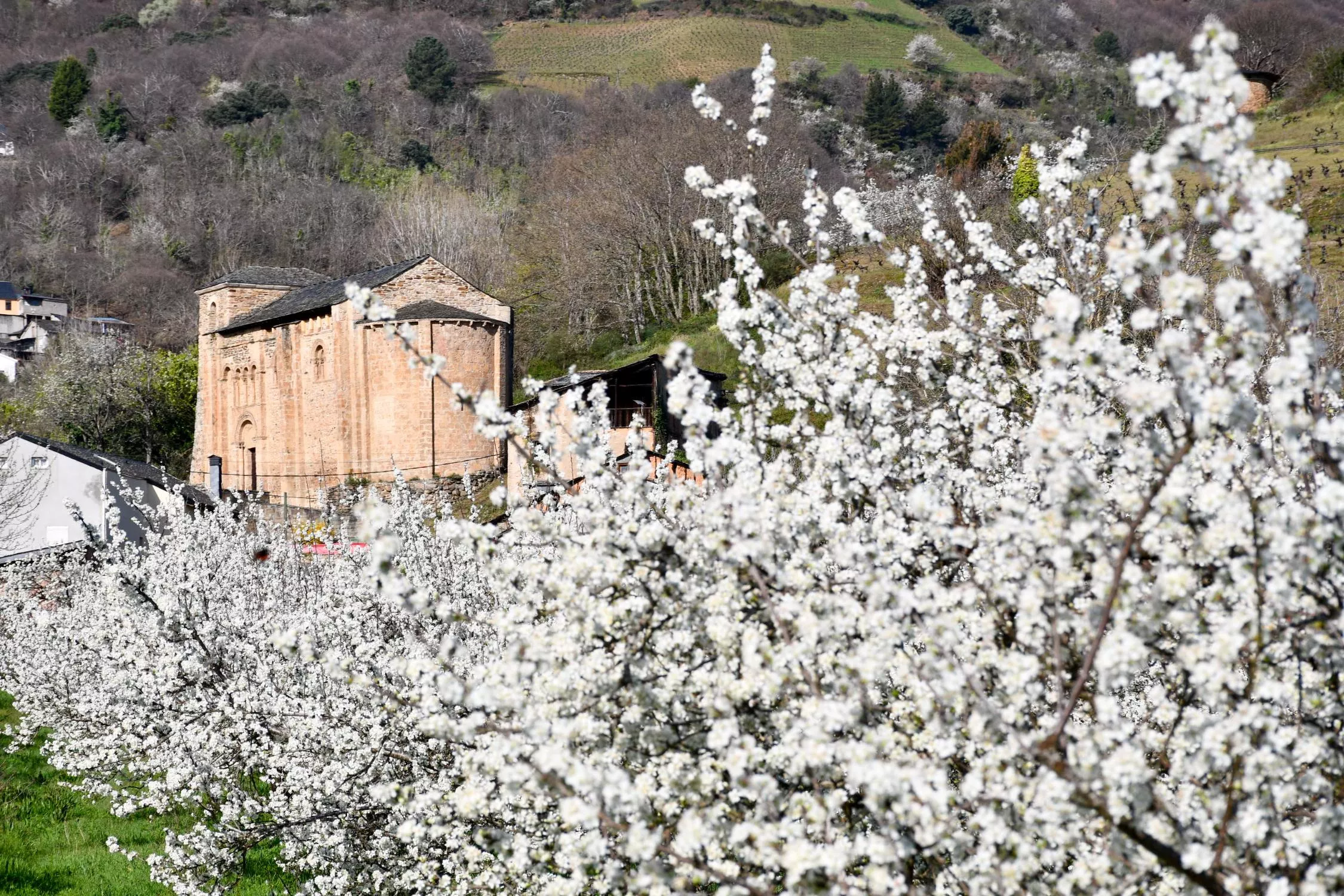 Corullón da la bienvenida a la primavera con la espectacular floración de sus cerezos