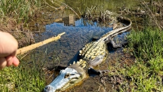 ¿Un cocodrilo en el Sil en Ponferrada? La cuenta de IA pone el susto ¿Un cocodrilo en el Sil en Ponferrada? La cuenta de IA pone el susto