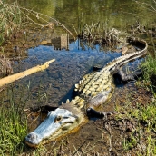 ¿Un cocodrilo en el Sil en Ponferrada? La cuenta de IA pone el susto