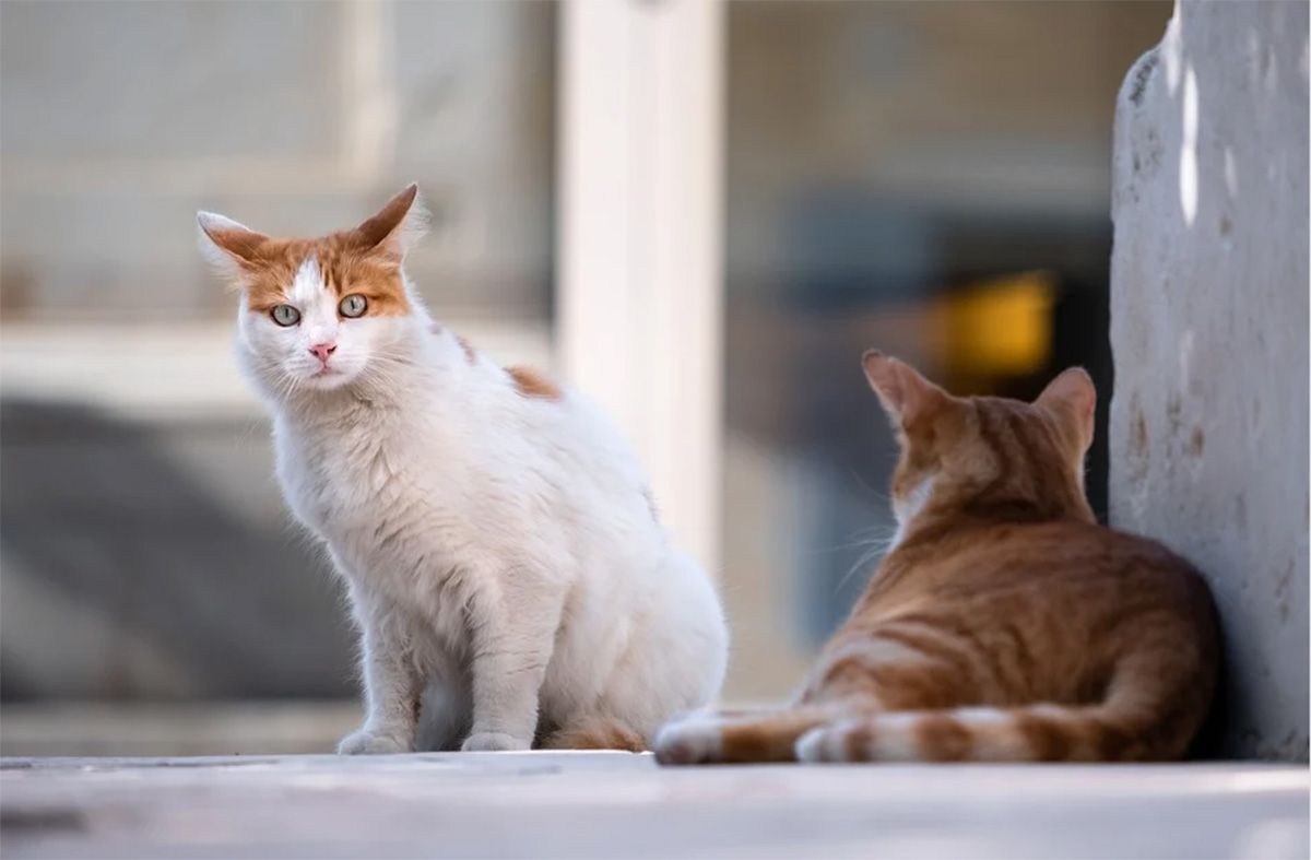 Gatos callejeros