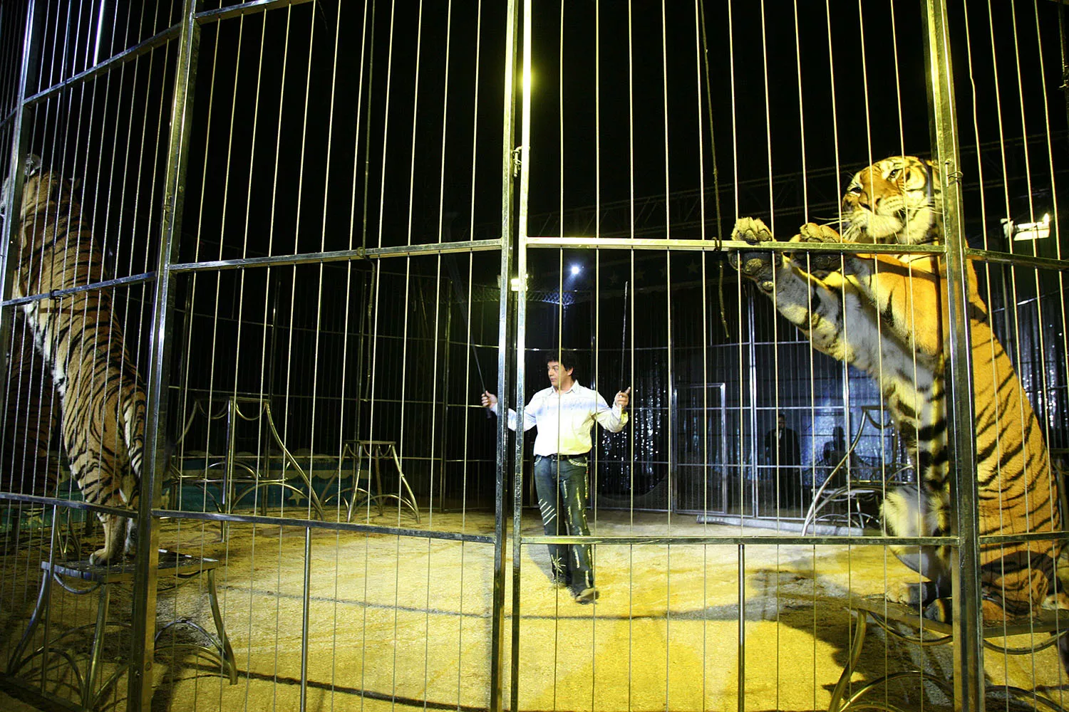 Paul Taylor, durante la acyuación con tigres en el Circo Coliseo