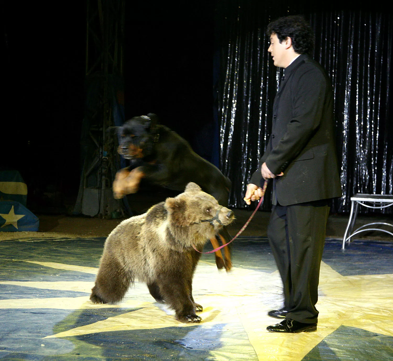 Paul Taylor, en uno de sus números del Circo Coliseo en el que un rottweiler salta a un oso pardo de ocho meses
