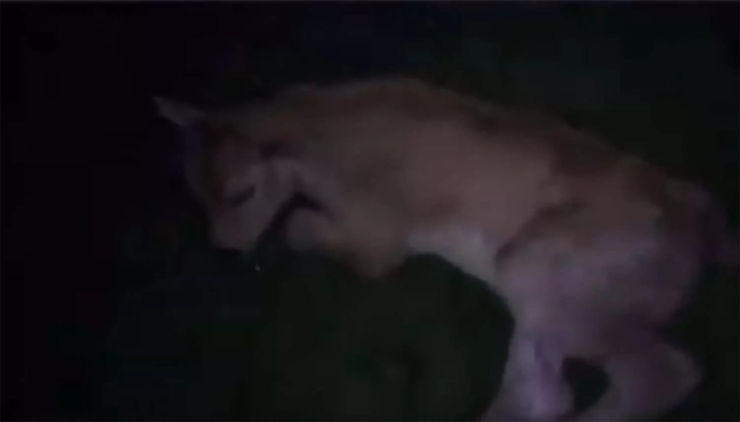 Un vídeo muestra a un ternero herido por el ataque de tres lobos en Peranzanes