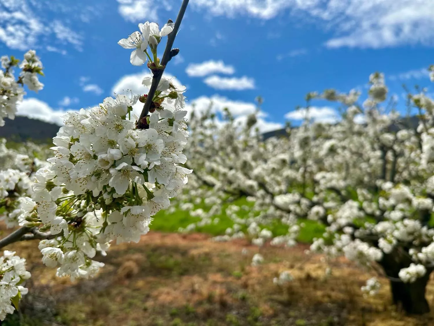 La concejalía de Turismo anima a visitar la Casita del Ratoncito Pérez durante la floración de los cerezos en Rimor