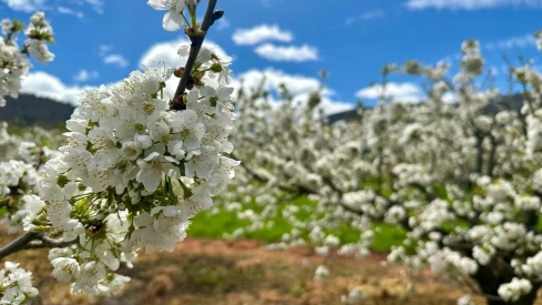 La concejalía de Turismo anima a visitar la Casita del Ratoncito Pérez durante la floración de los cerezos en Rimor